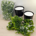 Artificial Eucalyptus & Baby’s Breath Décor Plants