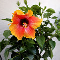 fiesta hibiscus braided tree