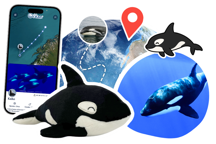 Orca Plushie