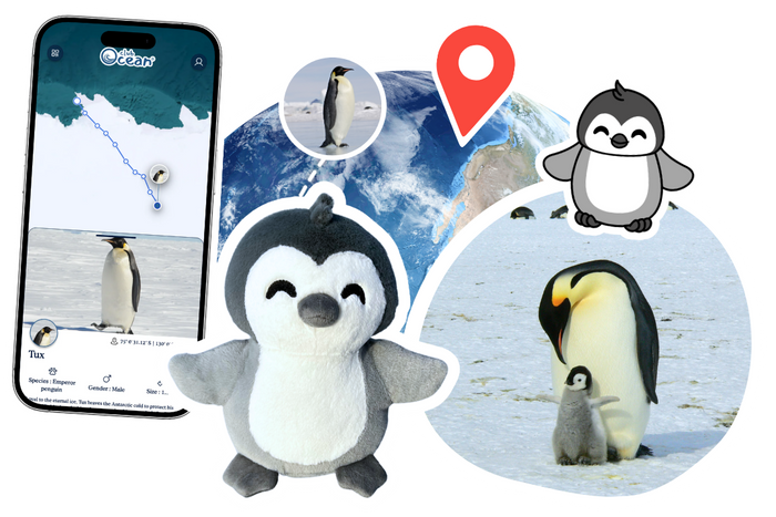 Penguin Adoption Plushie