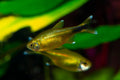 silvertip tetra, silvertip tetras, silver tetra, tetras, tetra fish, tetra fish for sale, types of tetra fish, tetra fish for aquarium, tetra fish varieties, tetra fish species, silver tetra for sale