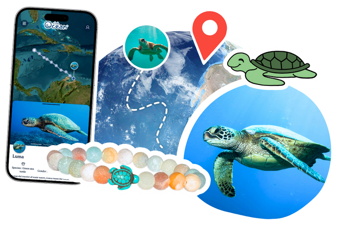 Turtle Tracking Bracelet