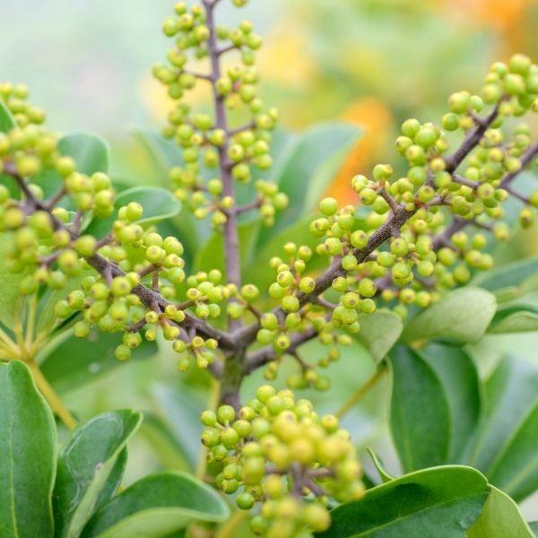 close up of the light green berried of the umbrella tree plant