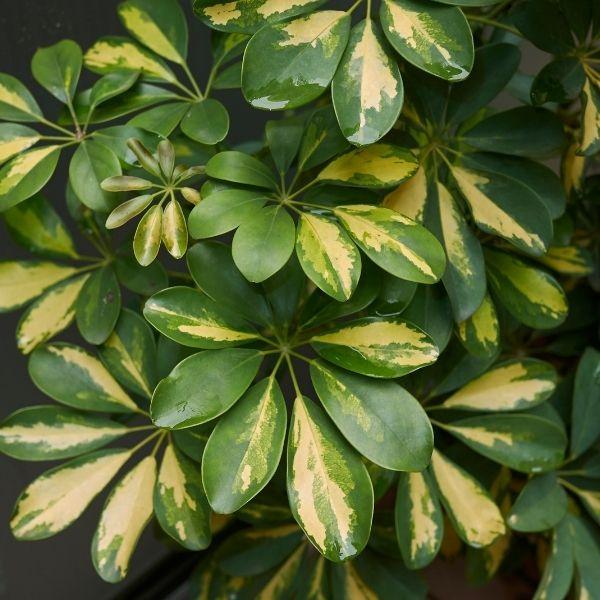 yellow and green variegated foliage of the umbrella tree plant